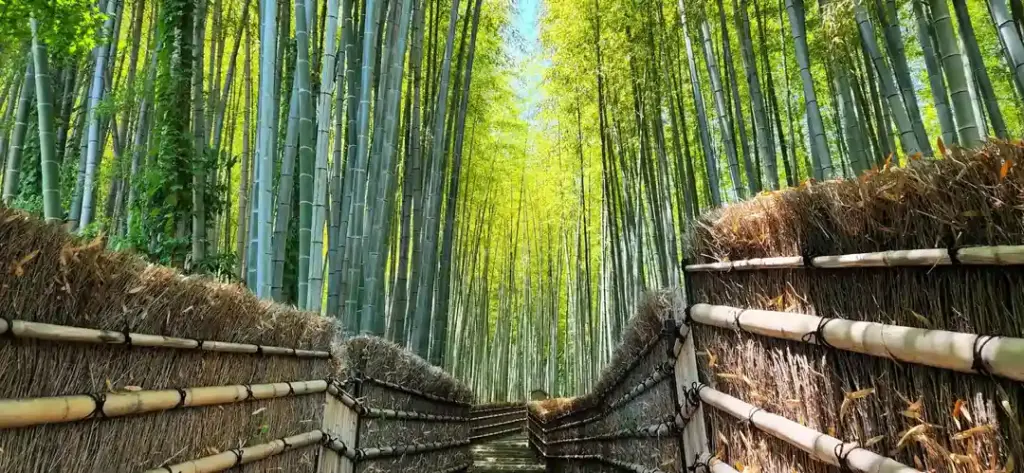 Bamboo Garden ideas