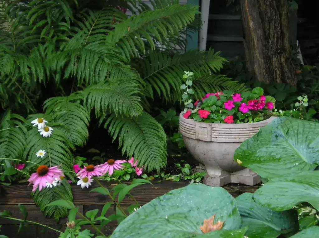 Garden Plants for Shade