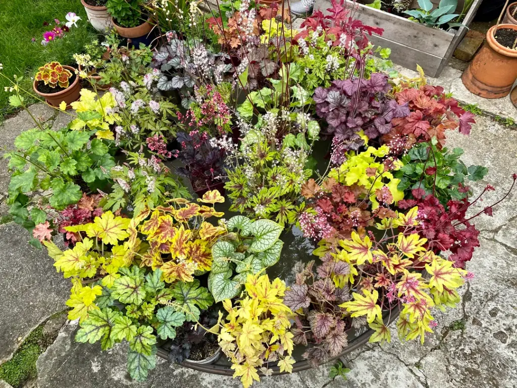 Heuchera