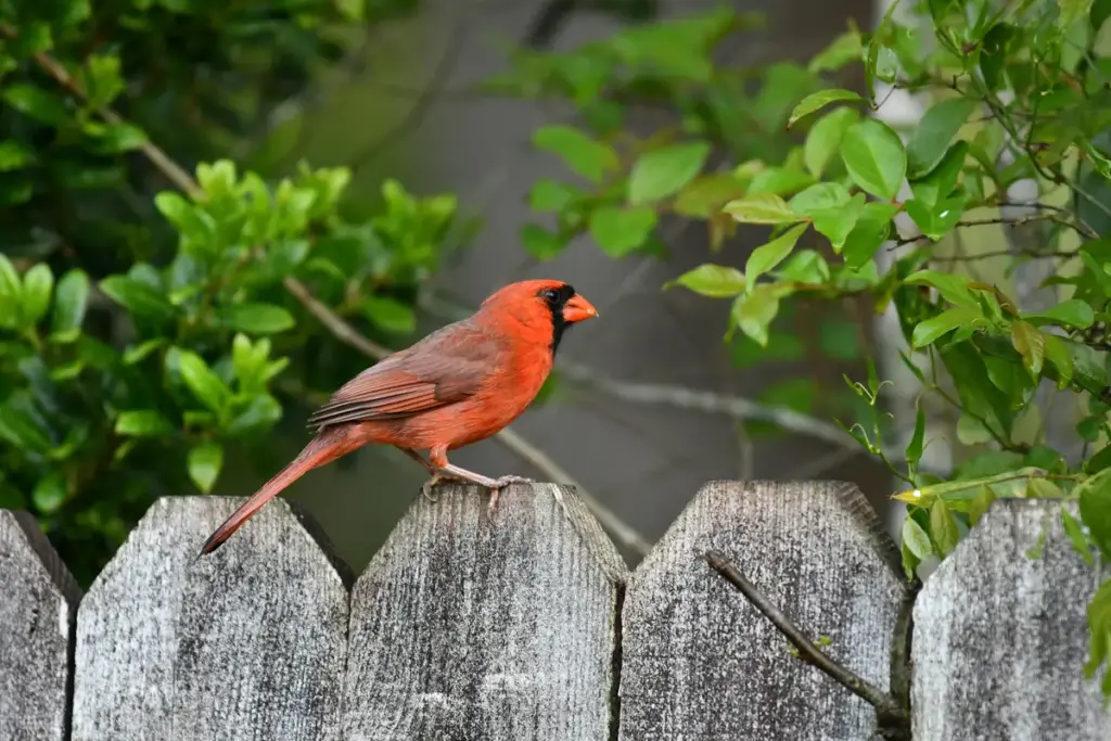 Wildlife-Friendly Backyard Garden