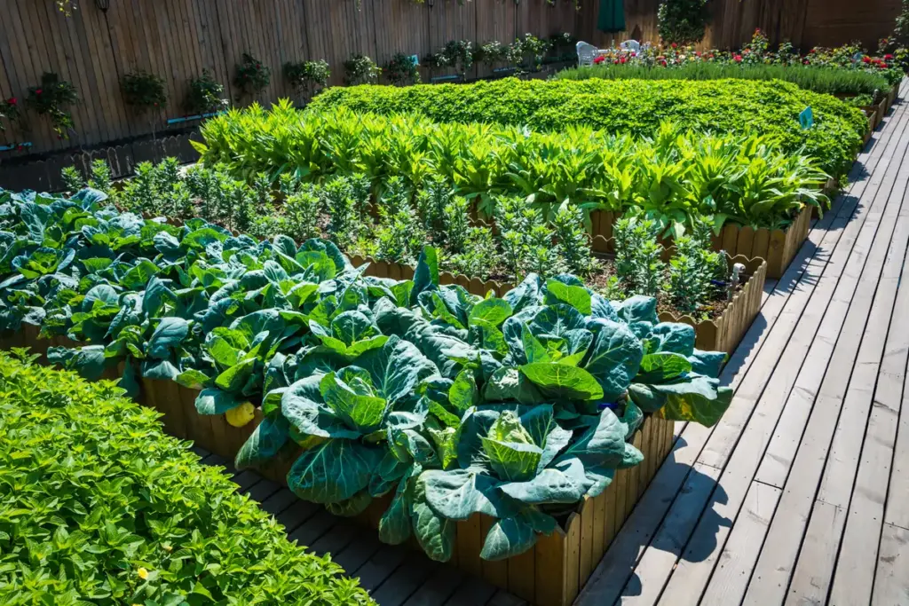 Backyard vegetables