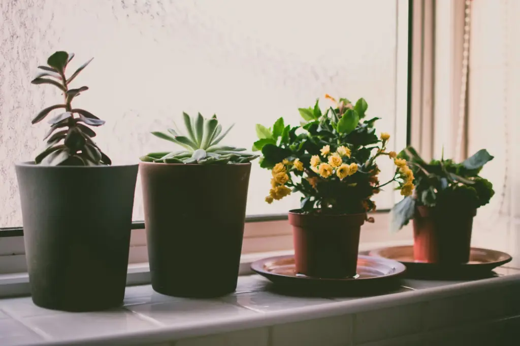 Containers for small garden