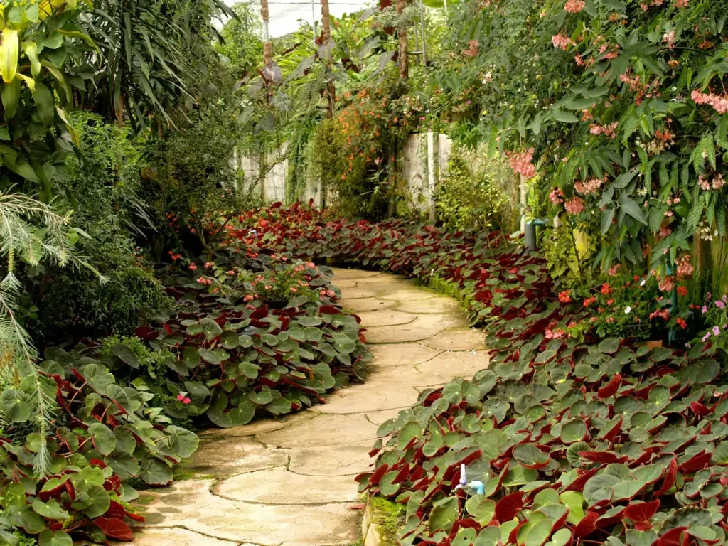 Garden evergreen plants
