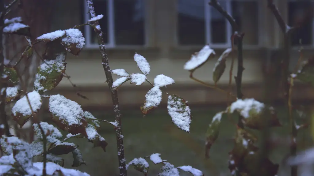 winter garden